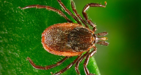 Protect Yourself Against Ticks and Lyme Disease
