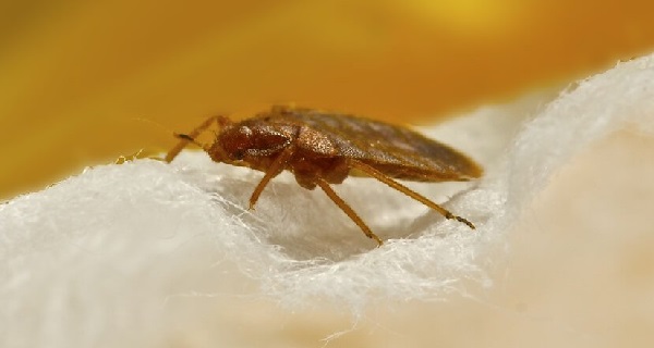Moving?  Find out how to prevent bedbug infestations!