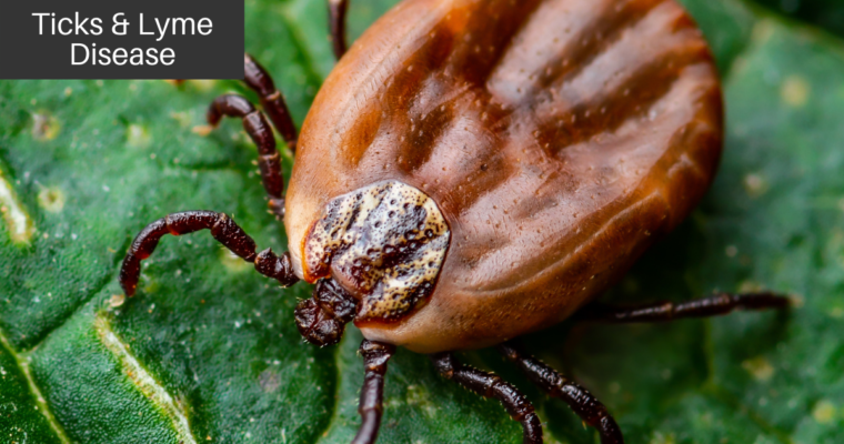 Ticks & Lyme Disease | Learn How To Protect Yourself!